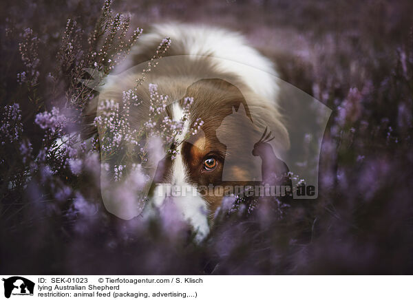 liegender Australian Shepherd / lying Australian Shepherd / SEK-01023