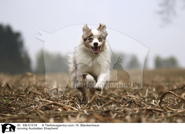 rennender Australian Shepherd / running Australian Shepherd / KB-01016