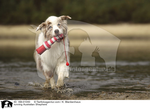 rennender Australian Shepherd / running Australian Shepherd / KB-01040