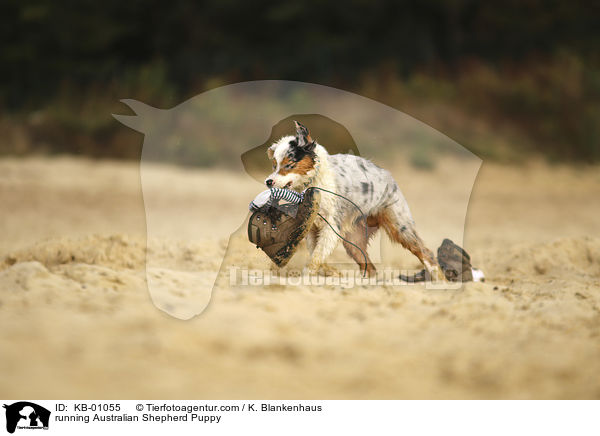 rennender Australian Shepherd Welpe / running Australian Shepherd Puppy / KB-01055