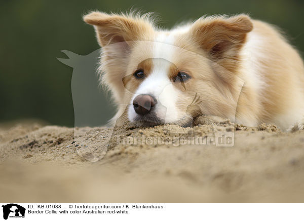 Border Collie in Farbe Australian red-white / Border Collie with color Australian red-white / KB-01088