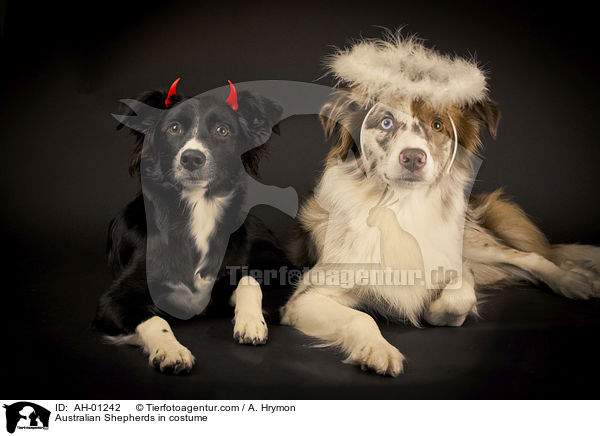 Australian Shepherds im Kostm / Australian Shepherds in costume / AH-01242