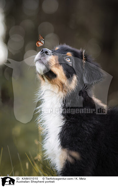 Australian Shepherd portrait / KAM-01010