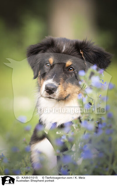 Australian Shepherd Portrait / Australian Shepherd portrait / KAM-01015