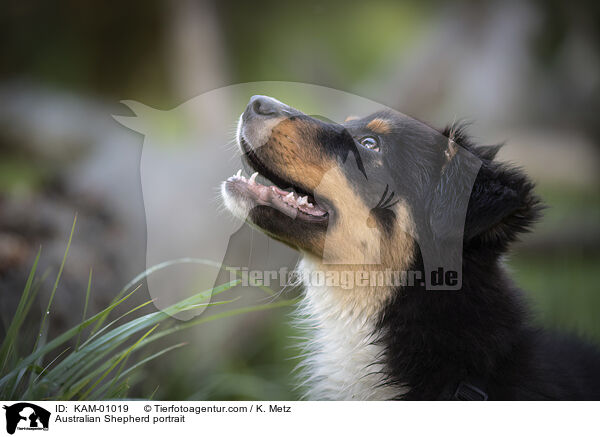 Australian Shepherd Portrait / Australian Shepherd portrait / KAM-01019