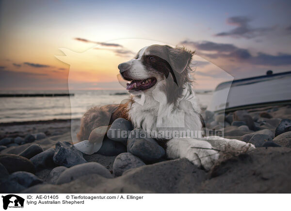 liegender Australian Shepherd / lying Australian Shepherd / AE-01405