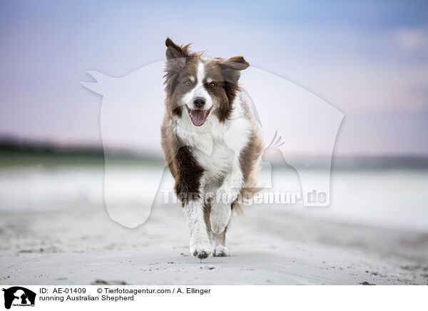 rennender Australian Shepherd / running Australian Shepherd / AE-01409
