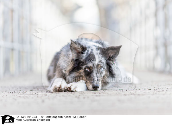 liegender Australian Shepherd / lying Australian Shepherd / MAH-01323