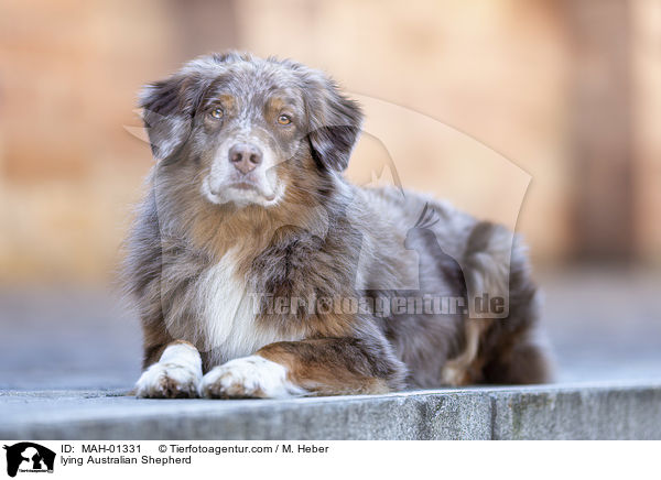 liegender Australian Shepherd / lying Australian Shepherd / MAH-01331