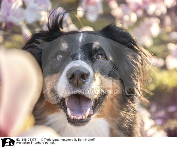 Australian Shepherd Portrait / Australian Shepherd portrait / SIB-01377