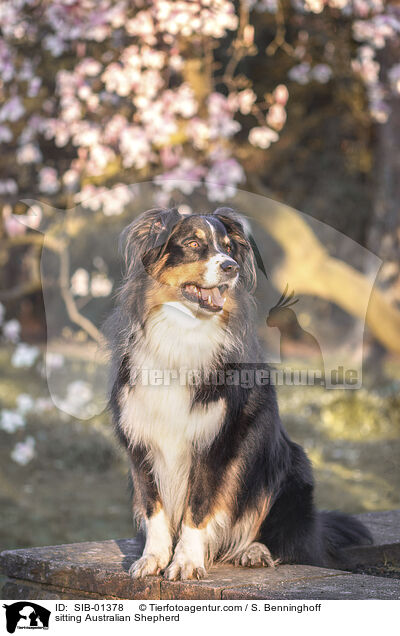 sitzender Australian Shepherd / sitting Australian Shepherd / SIB-01378