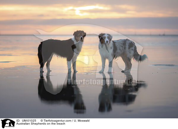 Australian Shepherds am Strand / Australian Shepherds on the beach / UM-01025