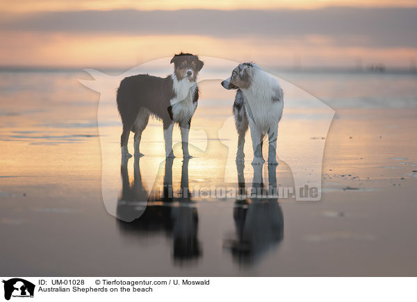 Australian Shepherds am Strand / Australian Shepherds on the beach / UM-01028