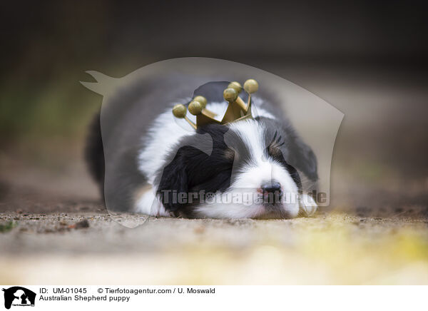 Australian Shepherd Welpe / Australian Shepherd puppy / UM-01045