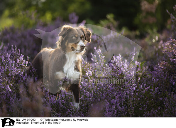 Australian Shepherd in der Heide / Australian Shepherd in the heath / UM-01063