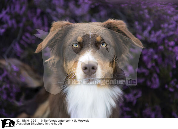 Australian Shepherd in der Heide / Australian Shepherd in the heath / UM-01065
