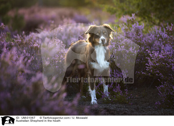 Australian Shepherd in der Heide / Australian Shepherd in the heath / UM-01067