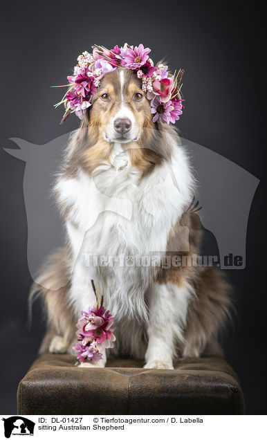 sitzender Australian Shepherd / sitting Australian Shepherd / DL-01427