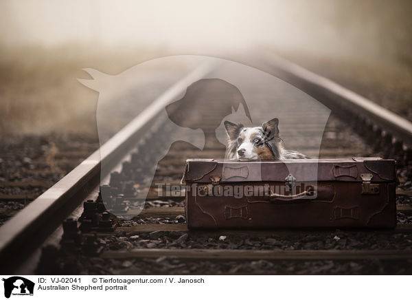 Australian Shepherd Portrait / Australian Shepherd portrait / VJ-02041