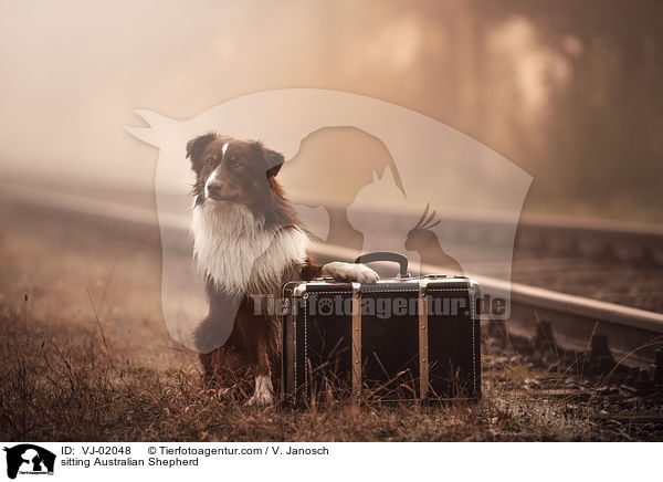 sitzender Australian Shepherd / sitting Australian Shepherd / VJ-02048