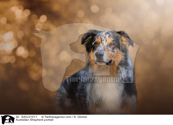 Australian Shepherd Portrait / Australian Shepherd portrait / SAG-01011