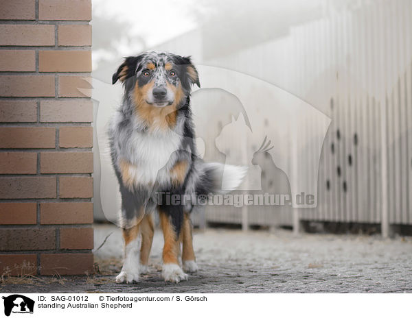 stehender Australian Shepherd / standing Australian Shepherd / SAG-01012