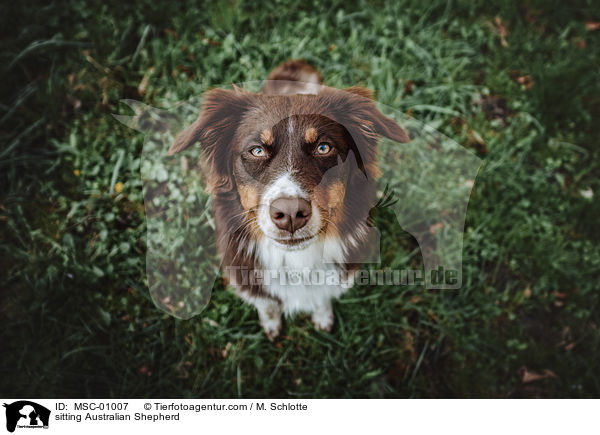 sitzender Australian Shepherd / sitting Australian Shepherd / MSC-01007