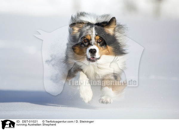 running Australian Shepherd / DST-01021
