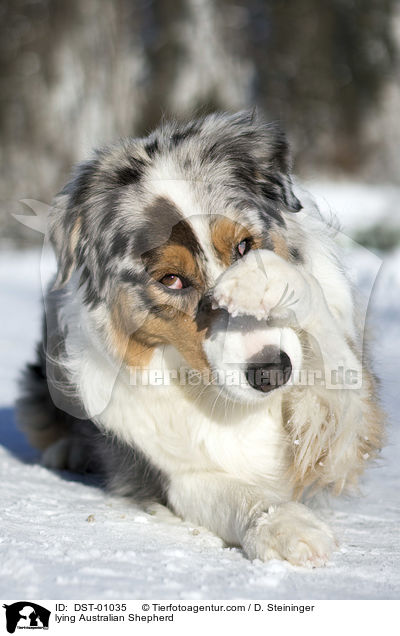 liegender Australian Shepherd / lying Australian Shepherd / DST-01035