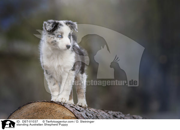 stehender Australian Shepherd Welpe / standing Australian Shepherd Puppy / DST-01037