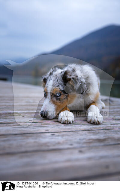 liegender Australian Shepherd / lying Australian Shepherd / DST-01056