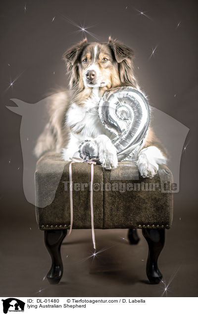 liegender Australian Shepherd / lying Australian Shepherd / DL-01480