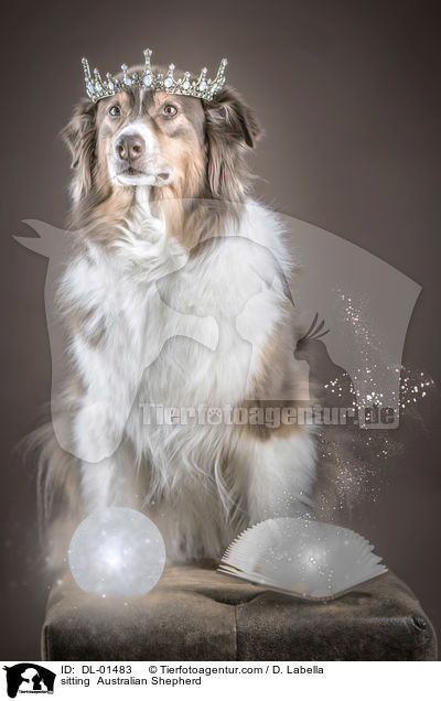 sitzender Australian Shepherd / sitting  Australian Shepherd / DL-01483