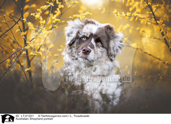 Australian Shepherd Portrait / Australian Shepherd portrait / LT-01201