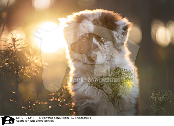 Australian Shepherd Portrait / Australian Shepherd portrait / LT-01211