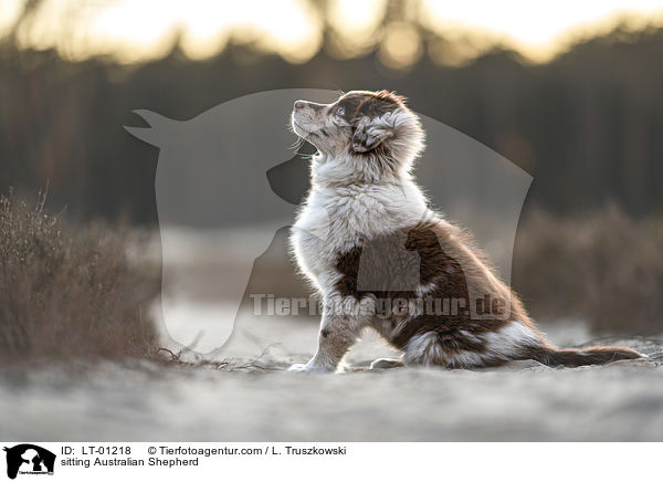 sitzender Australian Shepherd / sitting Australian Shepherd / LT-01218