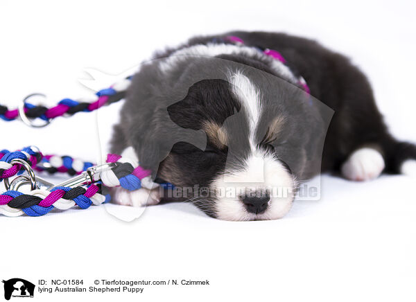 liegender Australian Shepherd Welpe / lying Australian Shepherd Puppy / NC-01584