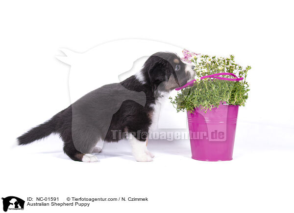 Australian Shepherd Welpe / Australian Shepherd Puppy / NC-01591