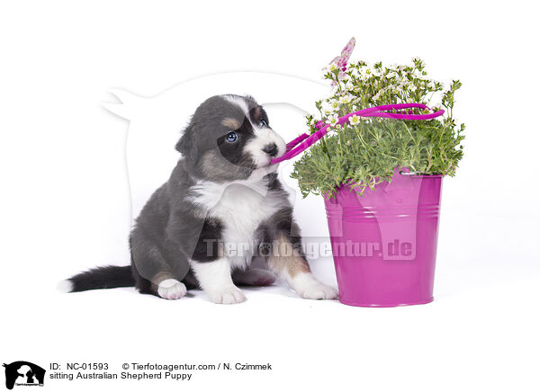 sitzender Australian Shepherd Welpe / sitting Australian Shepherd Puppy / NC-01593
