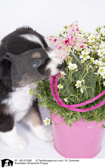 Australian Shepherd Welpe / Australian Shepherd Puppy / NC-01598