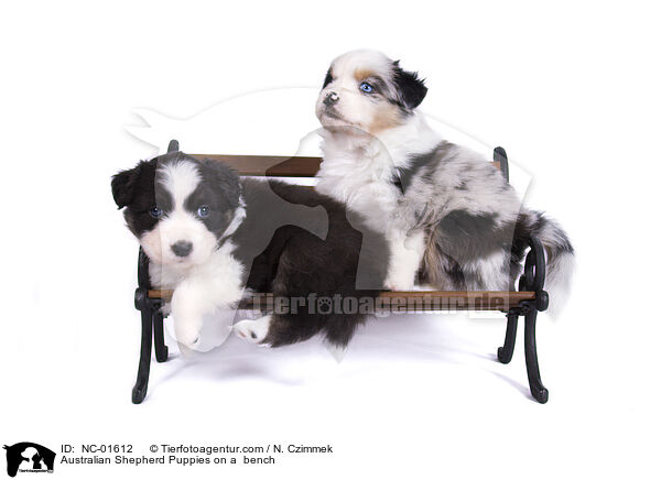 Australian Shepherd Welpen auf einer Bank / Australian Shepherd Puppies on a  bench / NC-01612