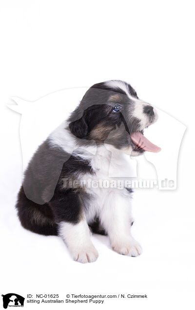 sitzender Australian Shepherd Welpe / sitting Australian Shepherd Puppy / NC-01625