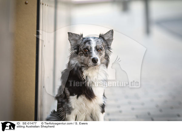 sitzender Australian Shepherd / sitting Australian Shepherd / SE-01477