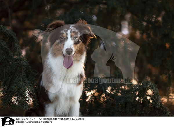 sitzender Australian Shepherd / sitting Australian Shepherd / SE-01497