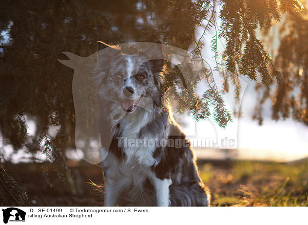 sitzender Australian Shepherd / sitting Australian Shepherd / SE-01499