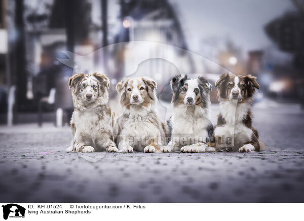 liegende Australian Shepherds / lying Australian Shepherds / KFI-01524