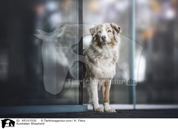 Australian Shepherd / Australian Shepherd / KFI-01530