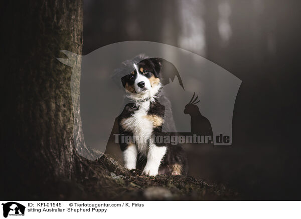 sitzender Australian Shepherd Welpe / sitting Australian Shepherd Puppy / KFI-01545