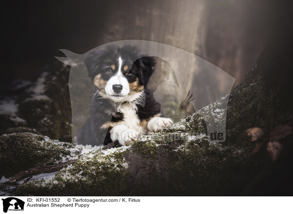 Australian Shepherd Welpe / Australian Shepherd Puppy / KFI-01552