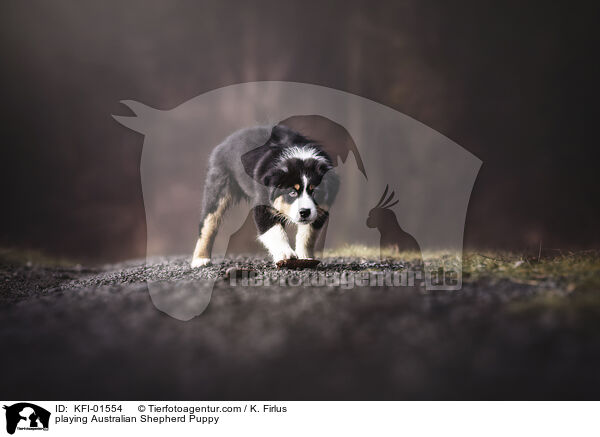 spielender Australian Shepherd Welpe / playing Australian Shepherd Puppy / KFI-01554
